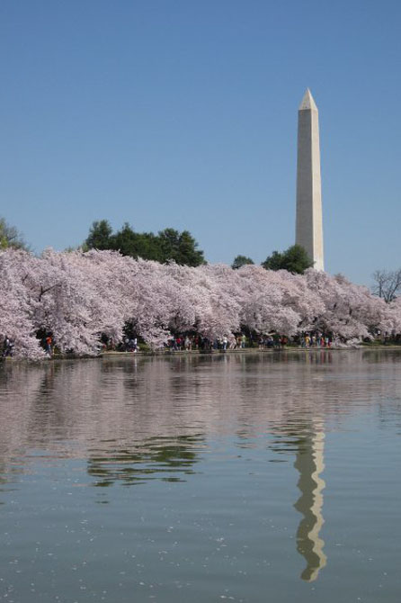 National Cherry Blossom festival